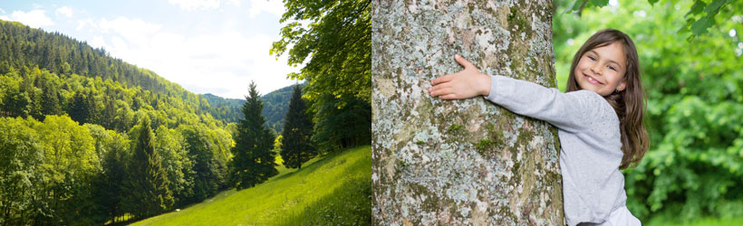 Holzstapel im Wald